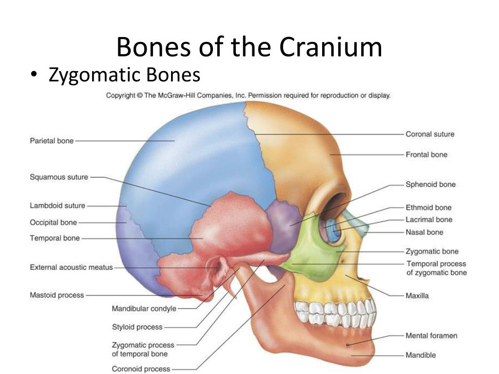 PPT - Advanced Biology PowerPoint Presentation, free download - ID:2320959