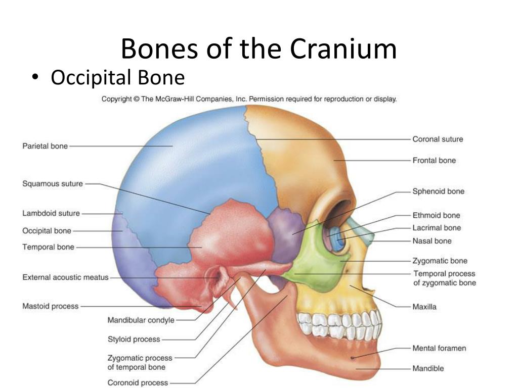 PPT - Advanced Biology PowerPoint Presentation, free download - ID:2320959