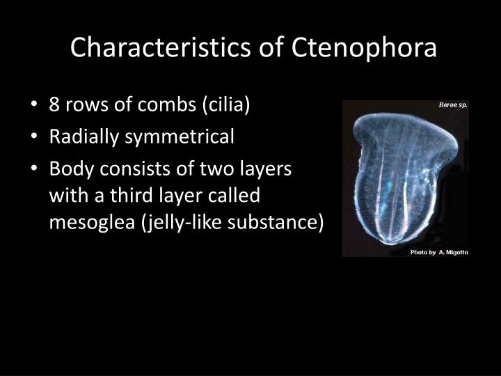 PPT - The Phylum Ctenophora PowerPoint Presentation - ID:2320962
