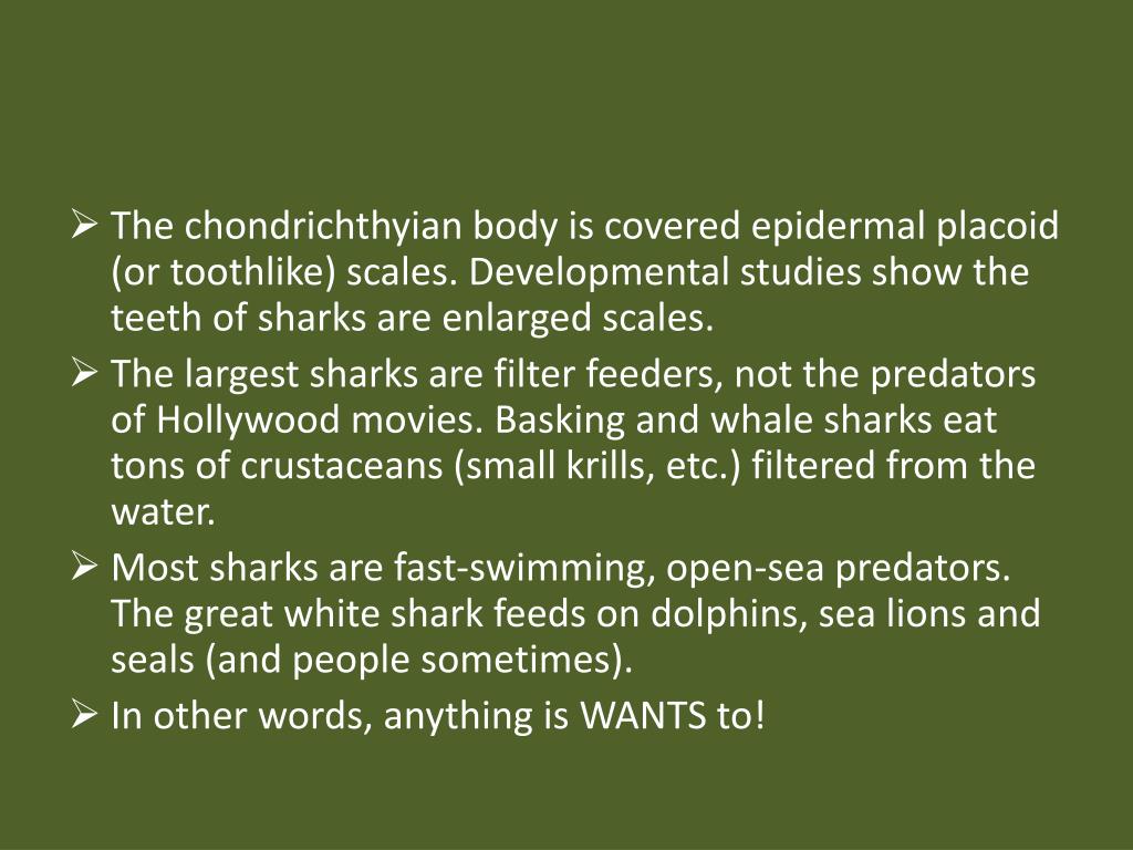PPT - KINGDOM ANIMALIA Phylum Chordata Class Chondrichthyes PowerPoint ...