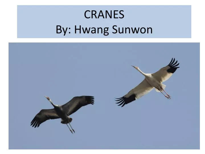 PPT CRANES By Hwang Sunwon PowerPoint Presentation, free download