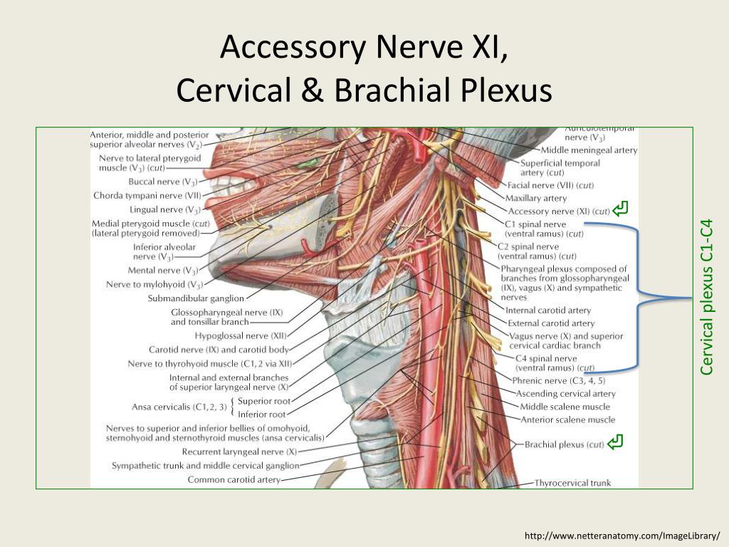 PPT Glenohumeral Joint Jessica Vila & Carrie A. Hoch PowerPoint