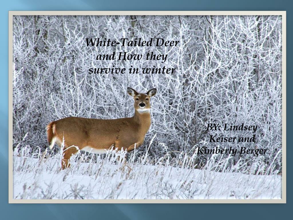 PPT - White-Tailed Deer and How they survive in winter PowerPoint  Presentation - ID:2323582