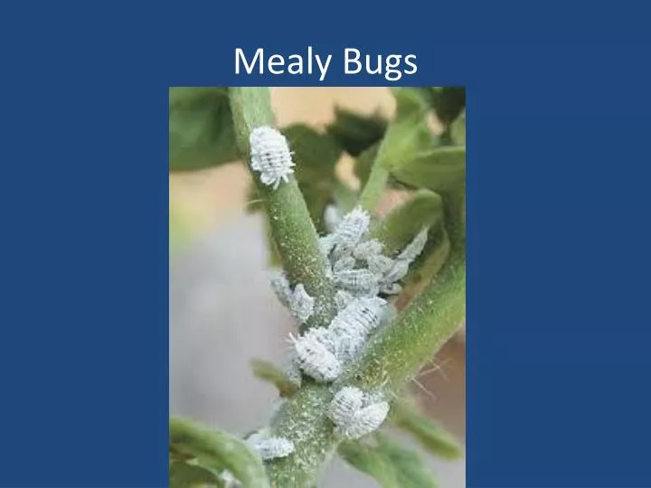 mealy bugs n.
