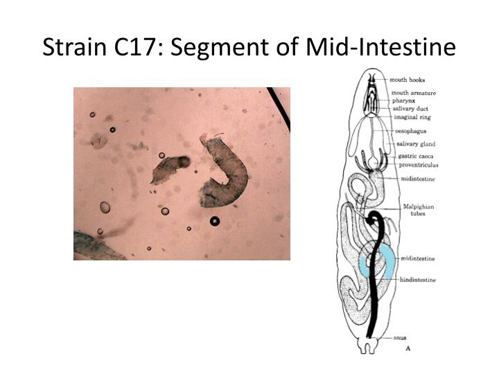 PPT - Fruit Fly Maggot Dissection and Anatomy of Strains C17 and A307 ...