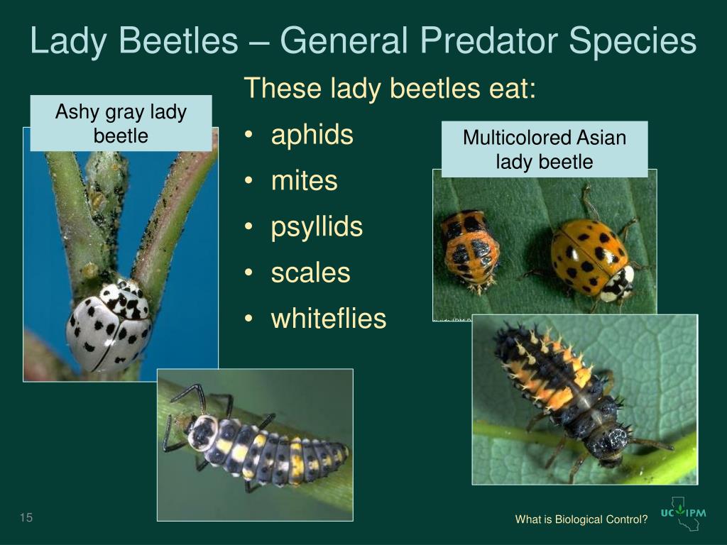 Ashy Gray Lady Beetle / UC Statewide IPM Program (UC IPM)