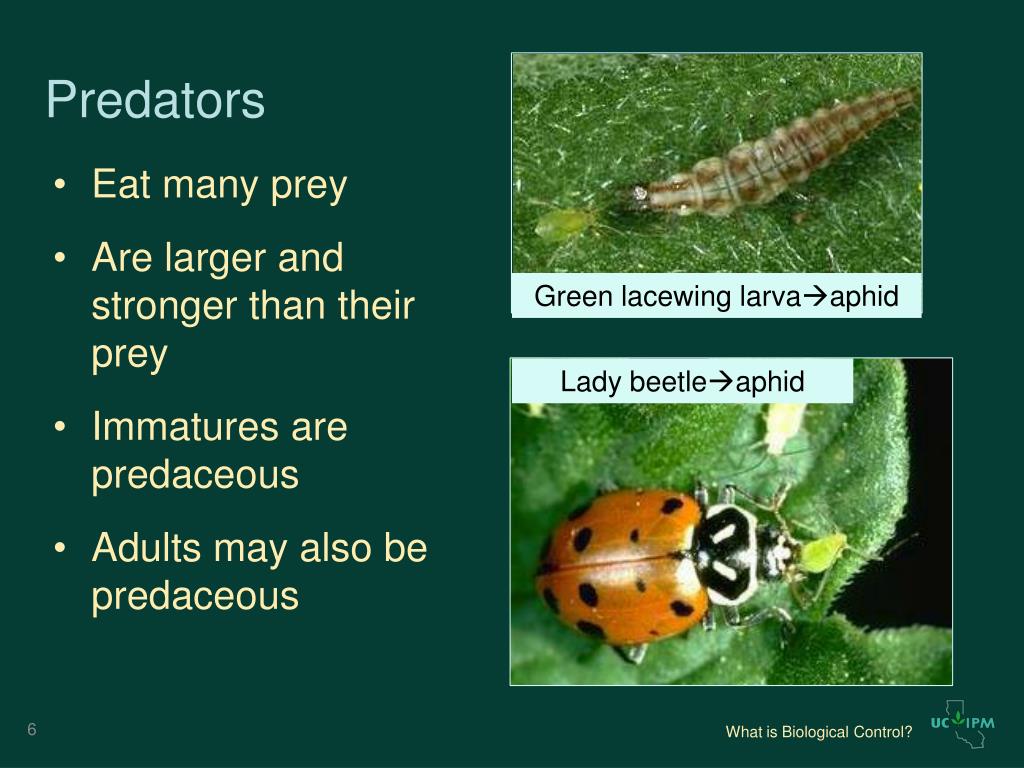 Ashy Gray Lady Beetle / UC Statewide IPM Program (UC IPM)