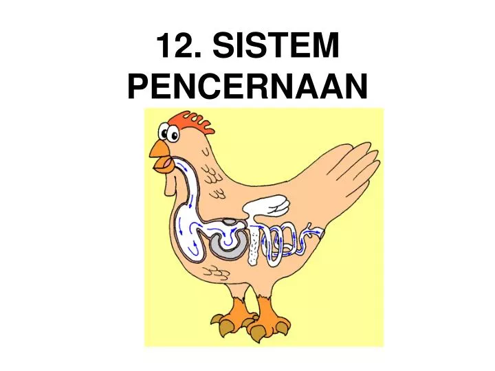 108 Gambar Pencernaan Unggas HD