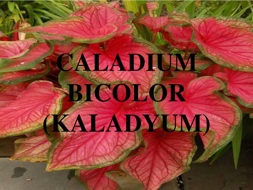 PPT - CALADIUM BICOLOR (KALADYUM) PowerPoint Presentation, free download -  ID:2324202