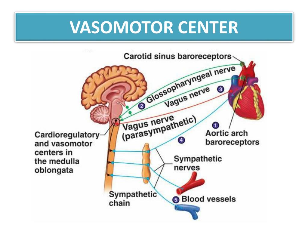 Сосудистый центр продолговатого мозга. Дыхательный и сосудодвигательный центры расположены в. Сосудодвигательный центр. Сосудодвигательный центр физиология. Baroreceptor Reflex.