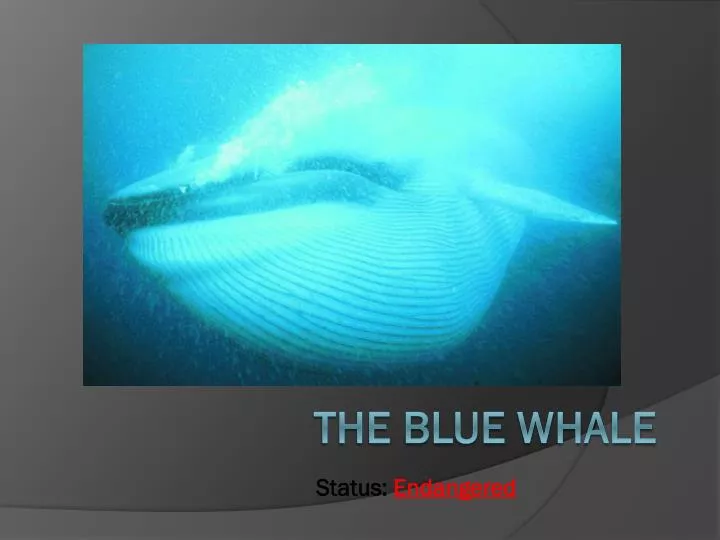 the blue whale n.