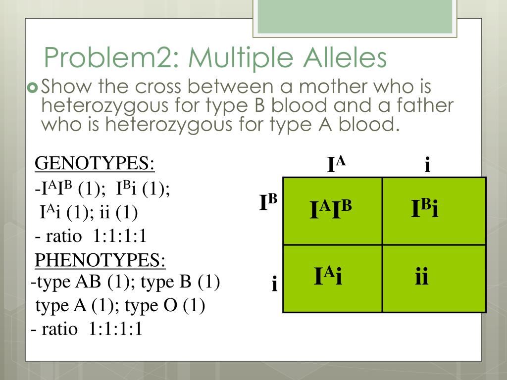 ppt-genetics-multiple-alleles-powerpoint-presentation-free-download
