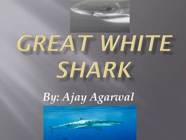 great white shark n.