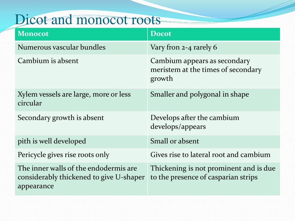 SOLUTION: Differences between dicot and monocot root - Studypool