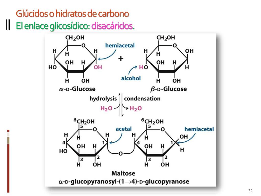 Глюкоза и фруктоза образуются при гидролизе