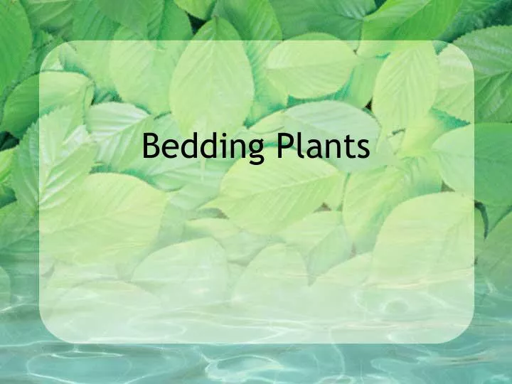 bedding plants n.