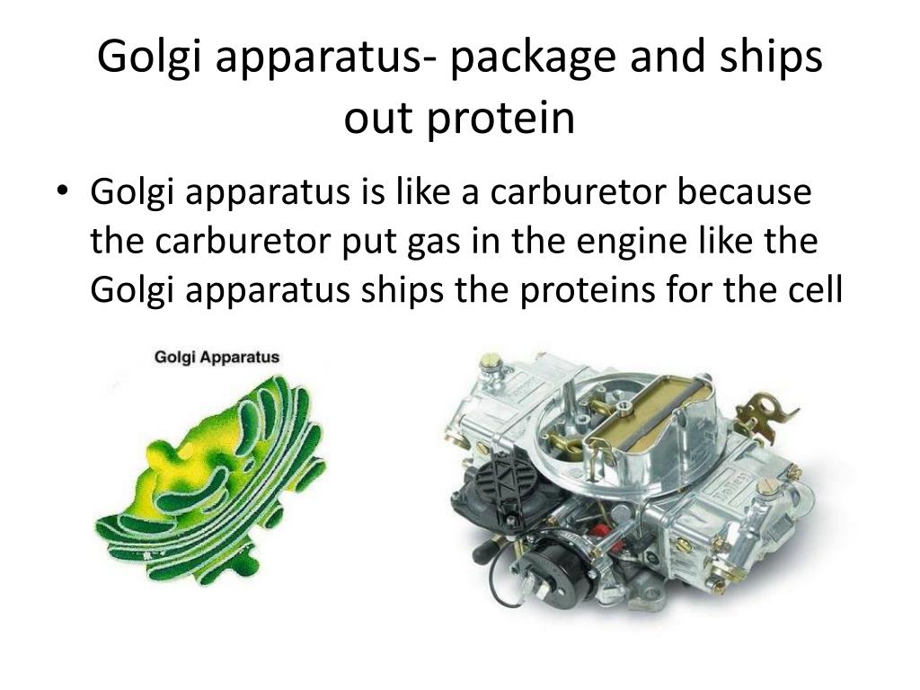 Cell Organelle PowerPoint Presentation, free download Biology Diagrams