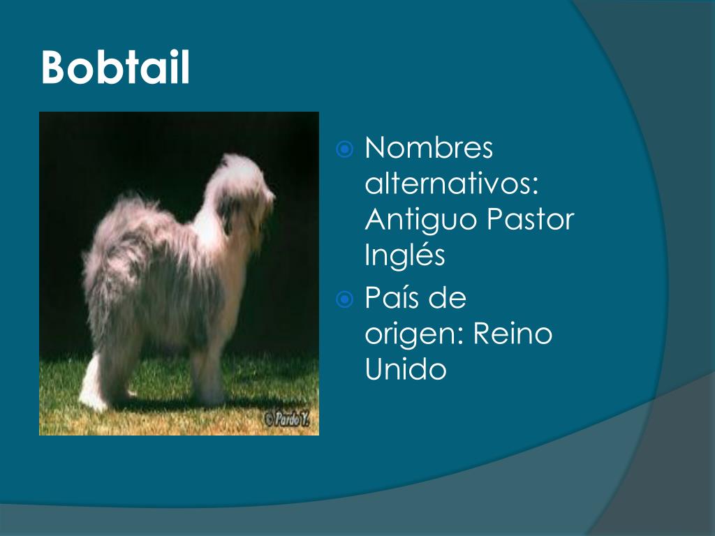 PERRO BOBTAIL 30CM O ANTIGUO PASTOR INGLÉS