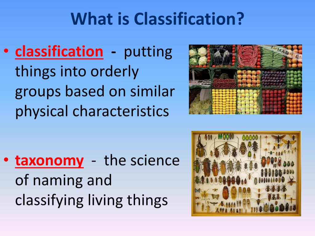 Systems Of Classification Meaning Types Features Impo vrogue.co