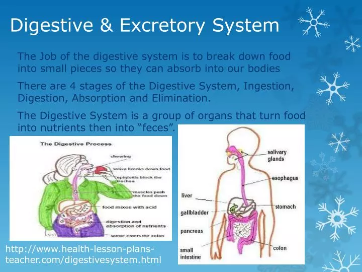 PPT - Digestive & Excretory System PowerPoint Presentation, free