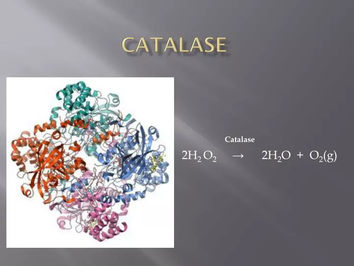 PPT Catalase  PowerPoint Presentation free download ID 