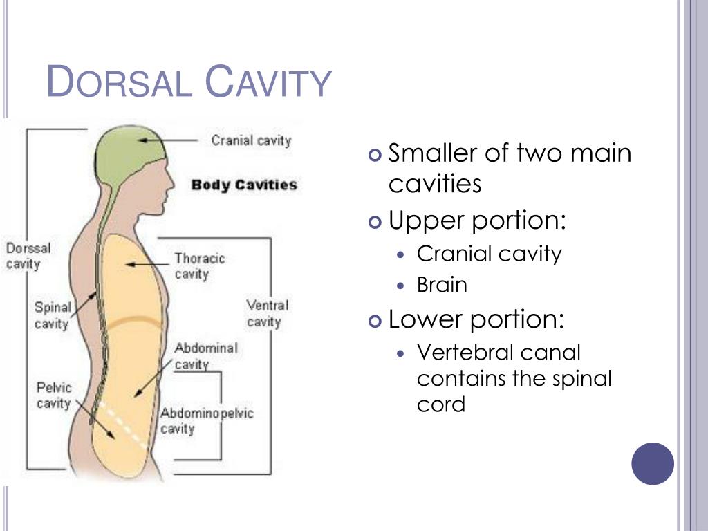PPT - Anatomical Terminology PowerPoint Presentation, free download ...