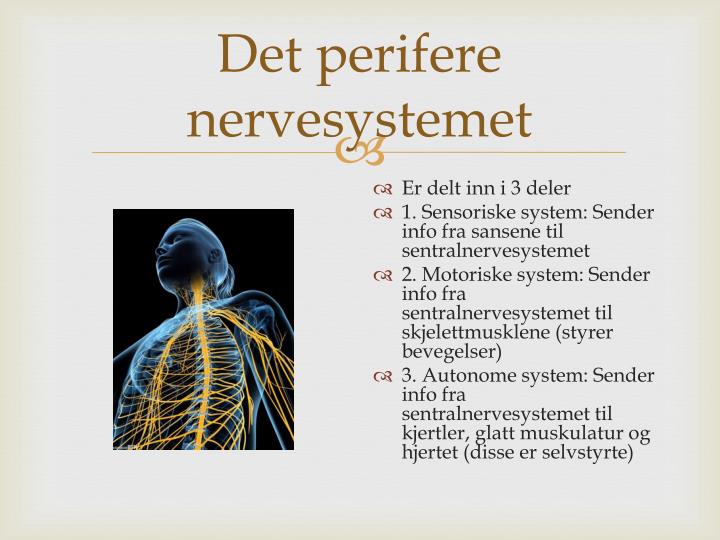Perifere nervesystemet