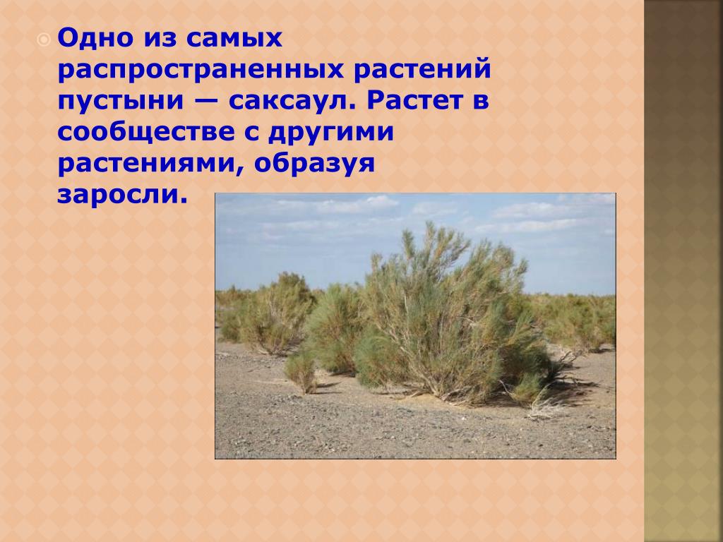В какой зоне растет саксаул. Растительность пустынь и полупустынь в России. Пустыни и полупустыни России растения и животные. Растительность пустыни и полупустыни в России. Растения пустыни и полупустыни в России.