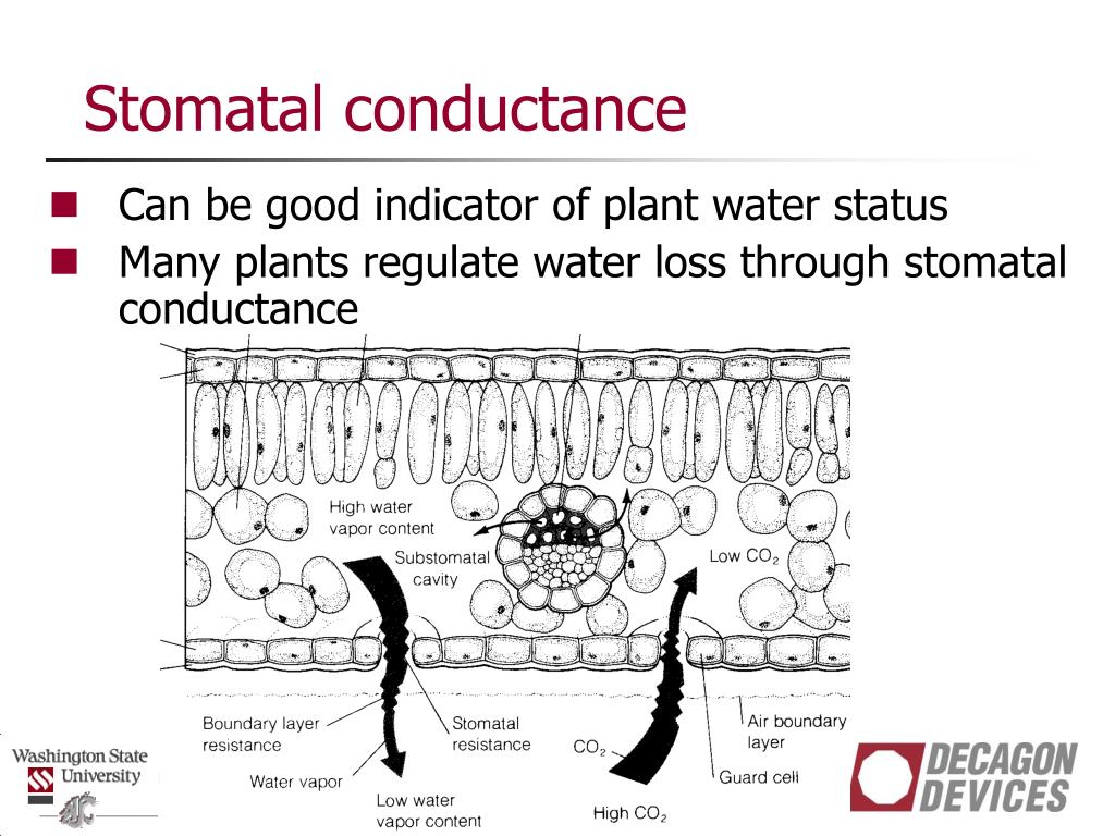 Internal water status and plant response in relation to the external water  régime