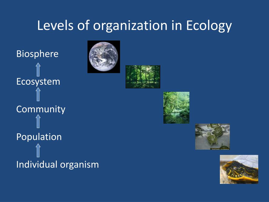 PPT Ecosystems What Are They And How Do They Work PowerPoint