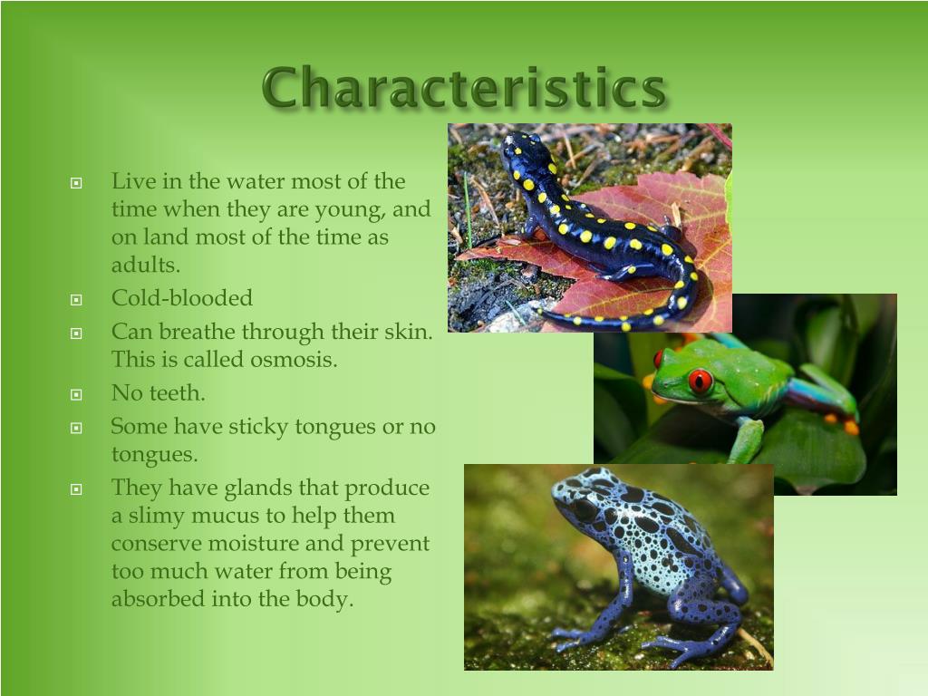PPT Amphibians  PowerPoint Presentation free download 