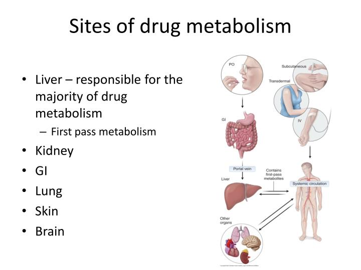 PPT Drug/ xenobiotic metabolism and PowerPoint
