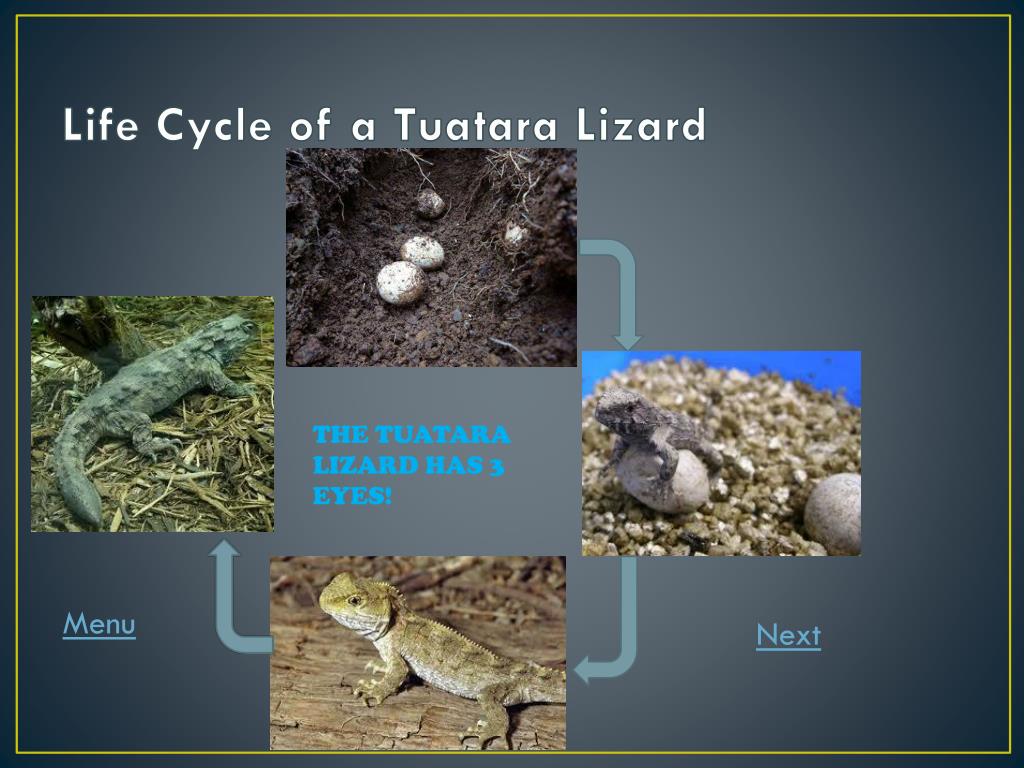 Life Cycle Of A Lizard