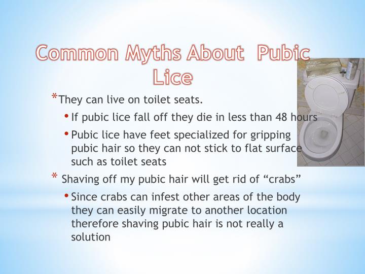 PPT Pubic Lice ( crabs ) PowerPoint Presentation ID2333073