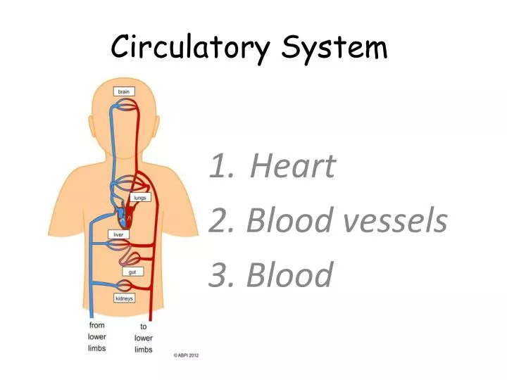 PPT - Circulatory System PowerPoint Presentation, Free Download - ID ...