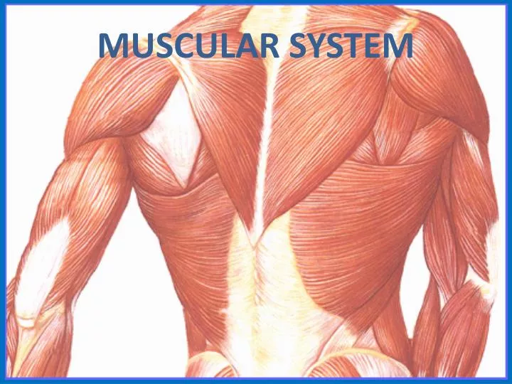 presentation muscular system