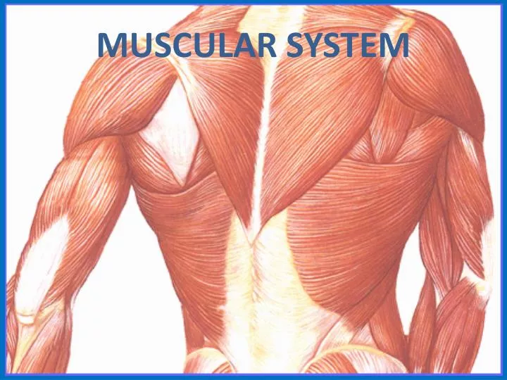 PPT MUSCULAR SYSTEM PowerPoint Presentation Free Download ID 2333578