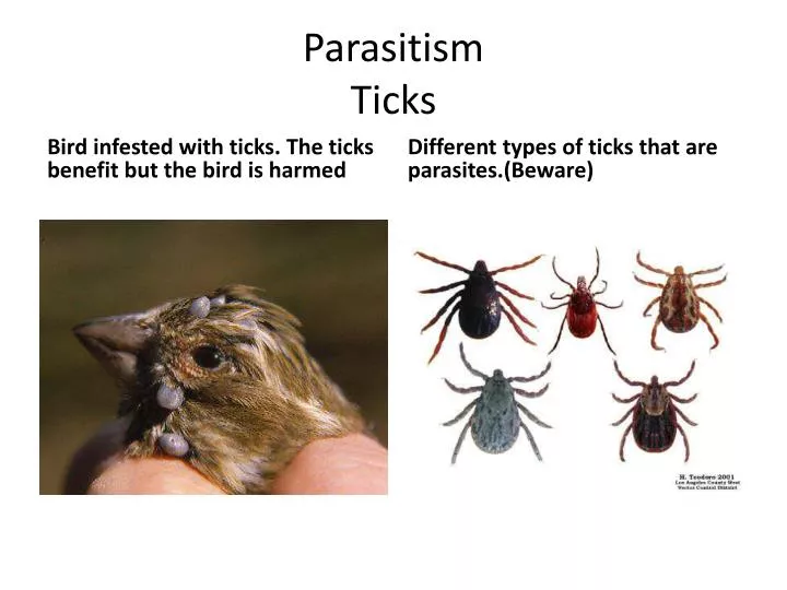 PPT Parasitism Ticks PowerPoint Presentation, free download ID2334137