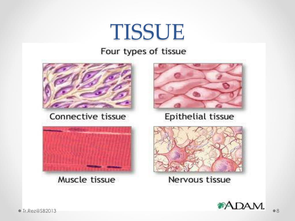 Названия тканей человека. Типы тканей эпителиальная соединительная мышечная нервная. Функции эпителиальной ткани и соединительной ткани. Эпителиальная ткань и соединительная ткань. Ткани животных эпителиальная соединительная мышечная нервная.