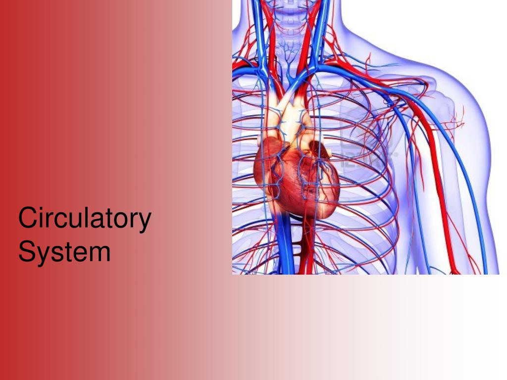 powerpoint presentation about the circulatory system