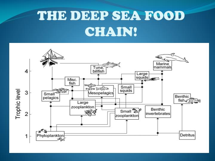 The Deep Sea By Mitchell Kucher PowerPoint Presentation Biology Diagrams