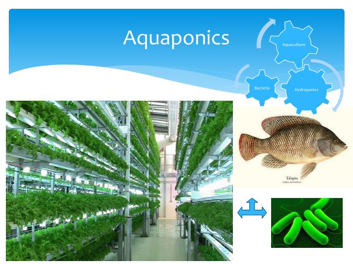 aquaponics powerpoint presentation