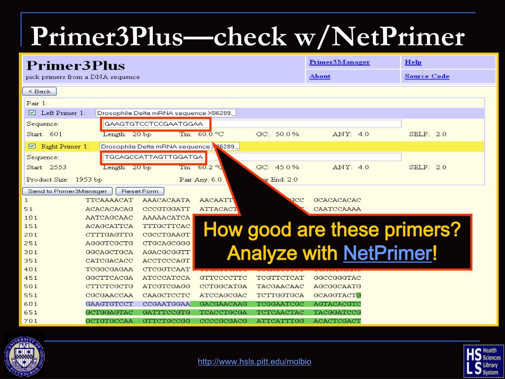 PPT - Primer Design &amp; Restriction Analysis 2 nd April 2014 PowerPoint  Presentation - ID:2335226