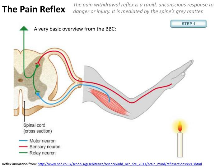 PPT Assessment statements from Online IB Biology Subject Guide