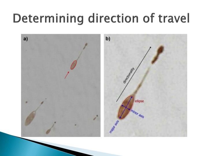 PPT - Blood Analysis PowerPoint Presentation - ID:2338260