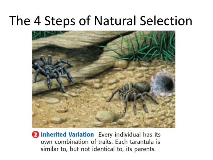 How Does Competition Influence Natural Selection How Does Competition Influence Natural Selection