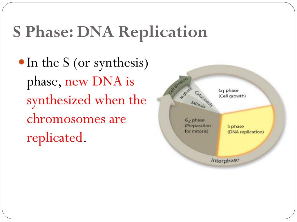 Cell Division PowerPoint Presentation, free download Biology Diagrams