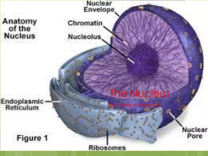 the nucleus n.