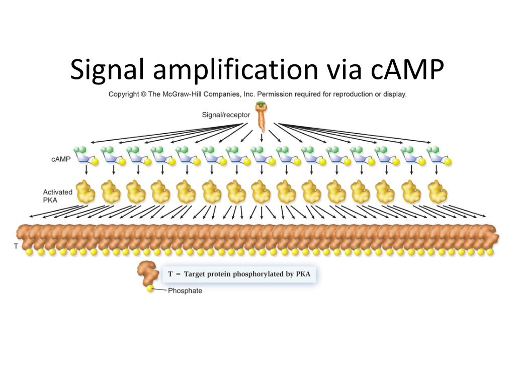 PPT Cell Signaling PowerPoint Presentation, free download ID2338960