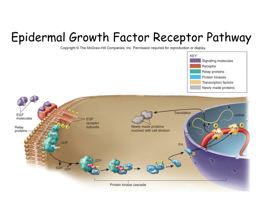 PPT - Cell Signaling PowerPoint Presentation, free download - ID:2338960